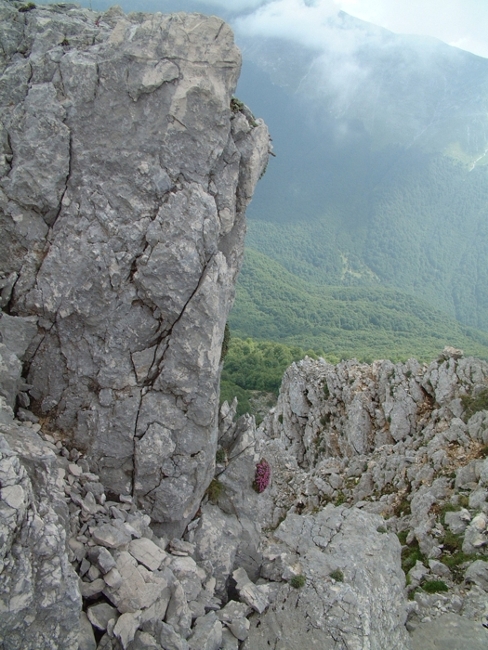 Silene acaulis / Silene acaule, S. a cuscinetto